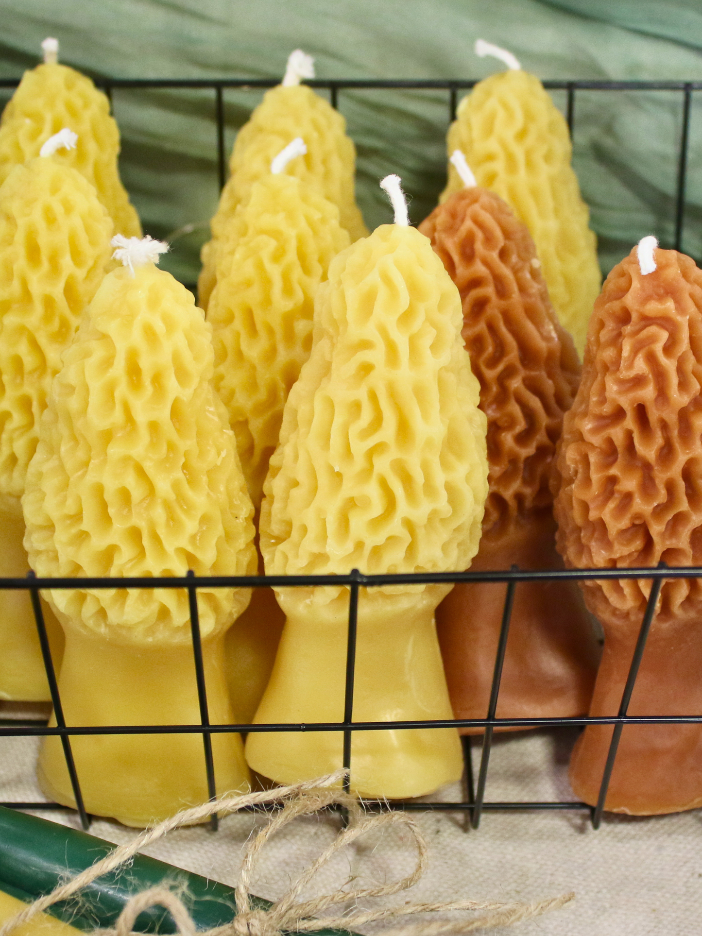 Morel Beeswax Candle