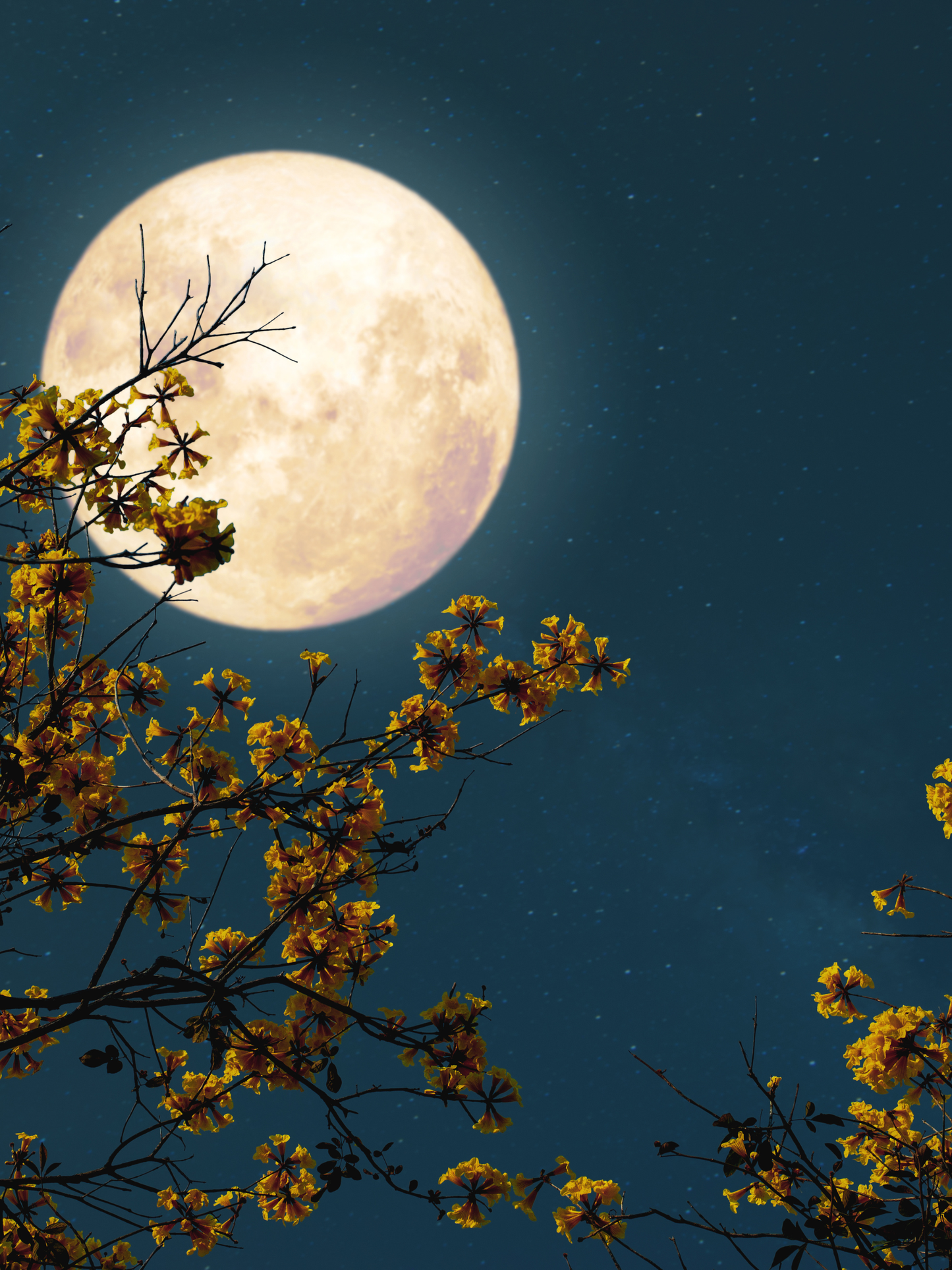 Moonlit Cashmere